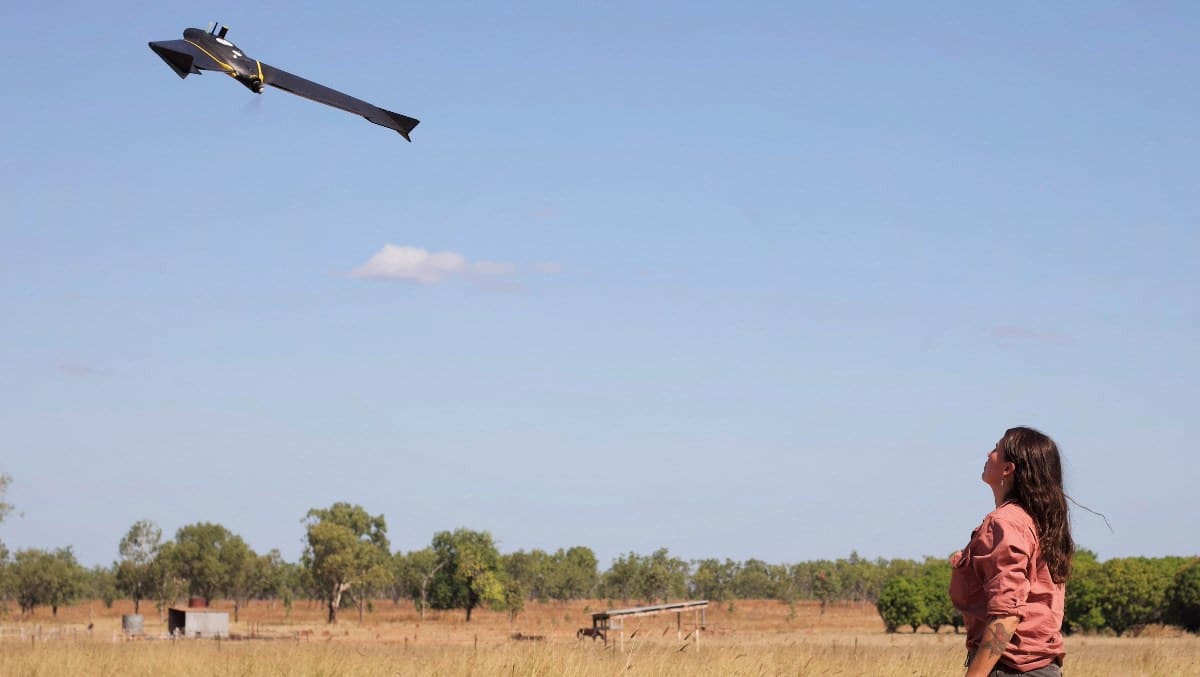, Avions: Une nouvelle étude suit des cochons sauvages avec des drones – Australian Aviation